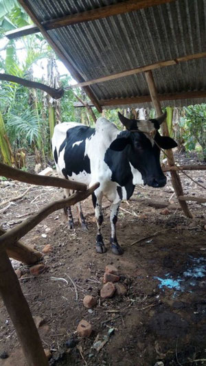 Mehr über den Artikel erfahren Toka wächst rasant