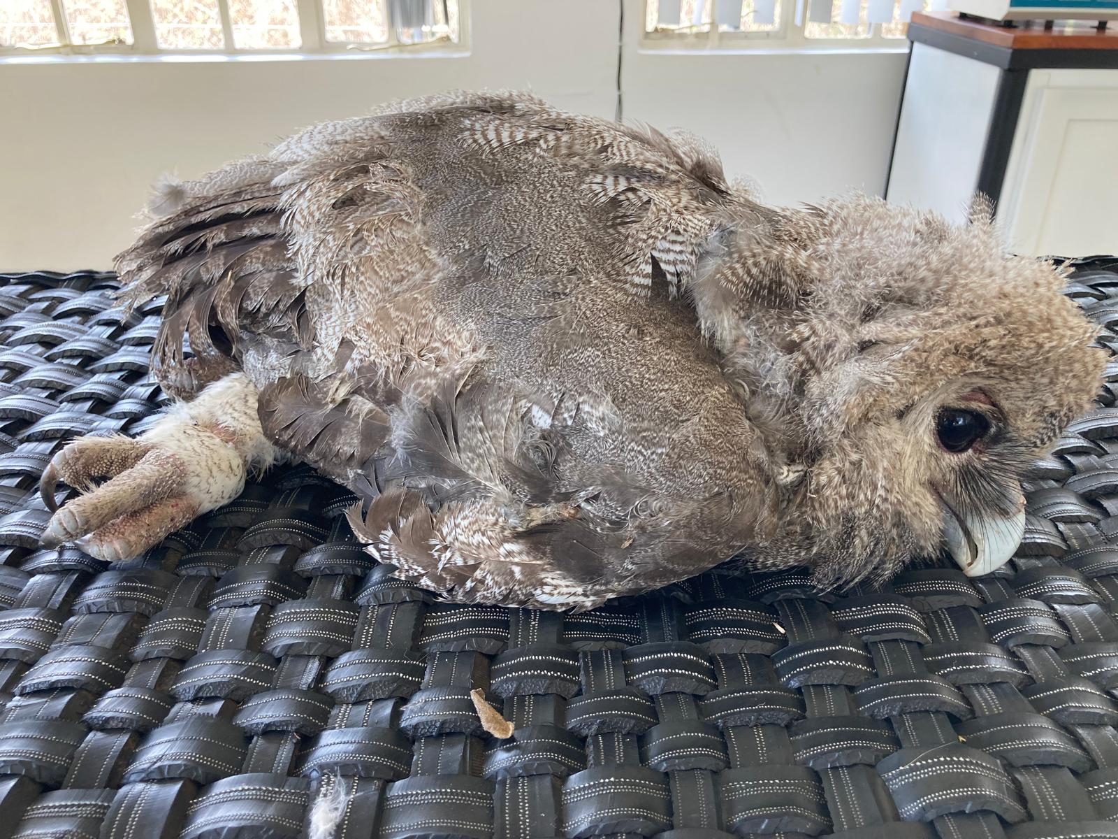 Mehr über den Artikel erfahren Wildtiere nach Feierabend behandeln