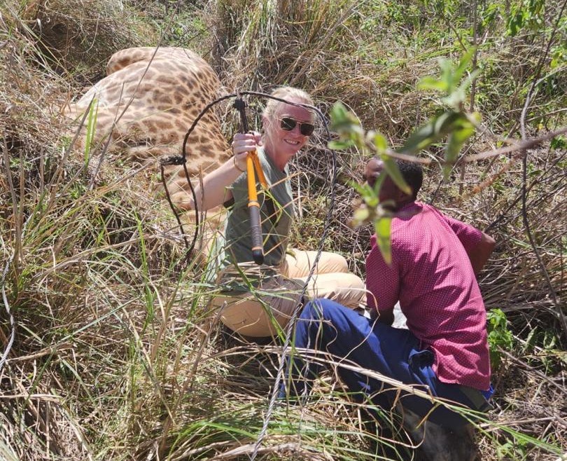 Du betrachtest gerade Giraffe aus einer Falle befreit