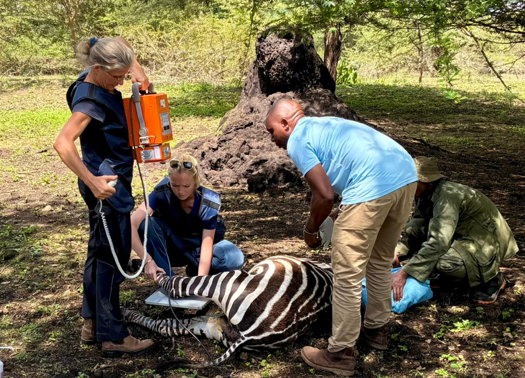 Du betrachtest gerade Hilfe für Haus- und Wildtiere in Tansania